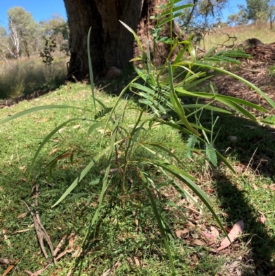 Acacia implexa (Hickory Wattle, Lightwood) at Watson, ACT - 25 Feb 2024 by waltraud