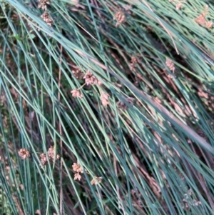 Juncus sp. at The Fair, Watson - 25 Feb 2024 04:20 PM