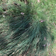 Juncus sp. at The Fair, Watson - 25 Feb 2024 04:20 PM