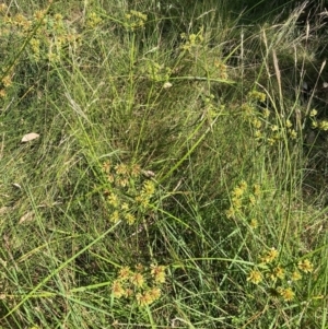 Cyperus eragrostis at Mount Majura - 25 Feb 2024