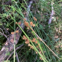 Juncus sp. (A Rush) at Watson, ACT - 25 Feb 2024 by waltraud