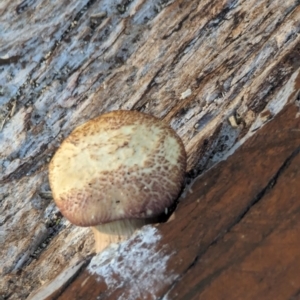 zz agaric (stem; gill colour unknown) at Hughes Garran Woodland - 21 Feb 2024 07:05 PM