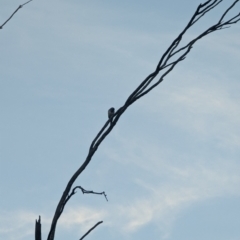 Manorina melanocephala (Noisy Miner) at Red Hill to Yarralumla Creek - 21 Feb 2024 by GarranCubs