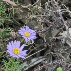 Brachyscome multifida at Red Hill to Yarralumla Creek - 21 Feb 2024