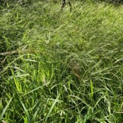 Microlaena stipoides (Weeping Grass) at Watson, ACT - 25 Feb 2024 by waltraud