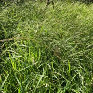 Microlaena stipoides at The Fair, Watson - 25 Feb 2024