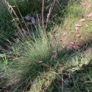 Poa sieberiana var. sieberiana at Mount Majura - 25 Feb 2024 04:47 PM