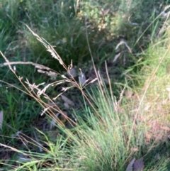 Poa sieberiana var. sieberiana at Mount Majura - 25 Feb 2024 04:47 PM