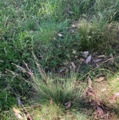 Poa sieberiana var. sieberiana at Mount Majura - 25 Feb 2024 04:47 PM