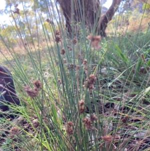 Juncus sp. at Mount Majura - 25 Feb 2024