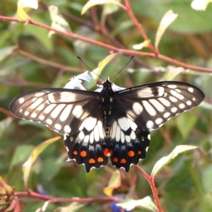 Papilio anactus at Turner, ACT - 25 Feb 2024 05:05 PM