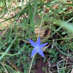 Wahlenbergia sp. (Bluebell) at The Fair, Watson - 25 Feb 2024 by waltraud