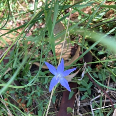 Wahlenbergia sp. (Bluebell) at Watson, ACT - 25 Feb 2024 by waltraud
