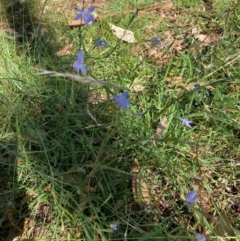 Wahlenbergia sp. at Mount Majura - 25 Feb 2024 04:43 PM