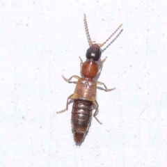 Staphylinidae (family) (Rove beetle) at Turner, ACT - 22 Feb 2024 by ConBoekel