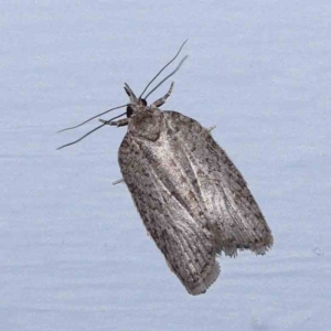 Isotenes miserana at Turner, ACT - 22 Feb 2024 09:13 PM