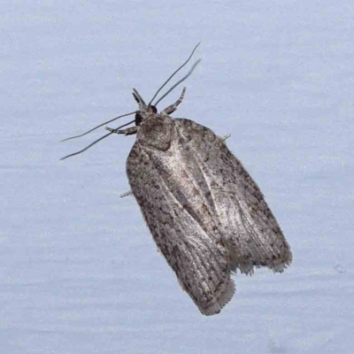 Isotenes miserana (Orange Fruit Borer) at Turner, ACT - 22 Feb 2024 by ConBoekel