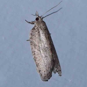 Isotenes miserana at Turner, ACT - 22 Feb 2024 09:13 PM