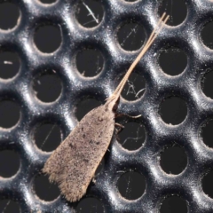 Lecithocera imprudens (Lecithocera imprudens) at Turner, ACT - 21 Feb 2024 by ConBoekel