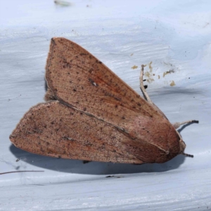 Mythimna (Pseudaletia) convecta at Turner, ACT - 23 Feb 2024