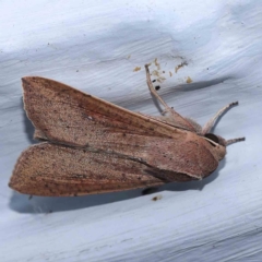 Mythimna (Pseudaletia) convecta at Turner, ACT - 23 Feb 2024