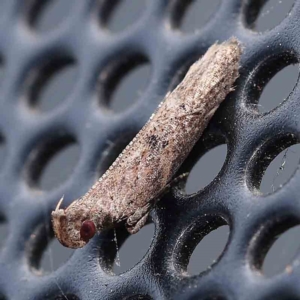 Gelechiidae (family) at Turner, ACT - 25 Feb 2024