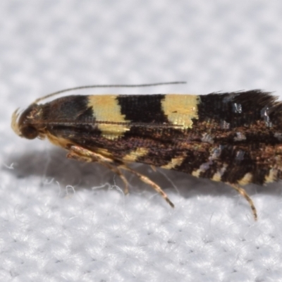 Glyphipterix chrysoplanetis (A Sedge Moth) at QPRC LGA - 25 Feb 2024 by DianneClarke