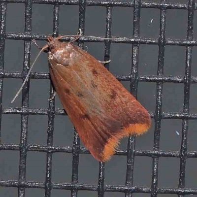 Tachystola acroxantha (A Concealer moth) at Turner, ACT - 22 Feb 2024 by ConBoekel