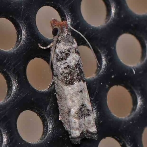 Spilonota constrictana at Turner, ACT - 25 Feb 2024