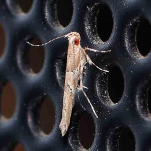 Pyroderces terminella at Turner, ACT - 22 Feb 2024 09:07 PM