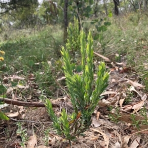 Styphelia triflora at Mount Majura - 26 Feb 2024