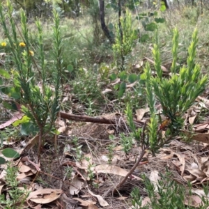 Styphelia triflora at Mount Majura - 26 Feb 2024