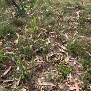 Styphelia triflora at Mount Majura - 26 Feb 2024