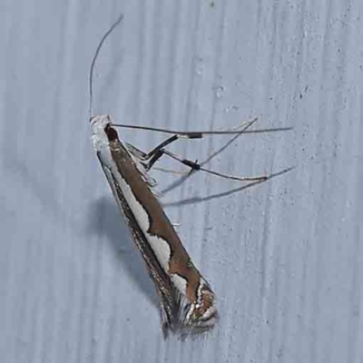 Dialectica scalariella (Echium Leaf Miner) at Turner, ACT - 25 Feb 2024 by ConBoekel