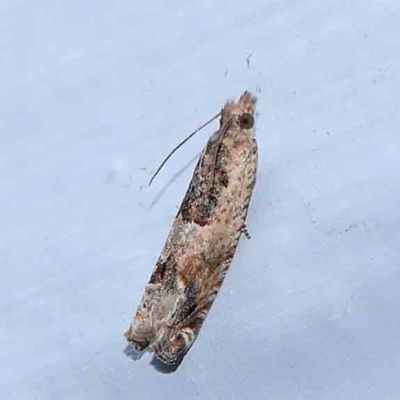 Crocidosema plebejana (Cotton Tipworm Moth) at Turner, ACT - 23 Feb 2024 by ConBoekel