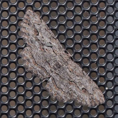 Ectropis excursaria (Common Bark Moth) at Turner, ACT - 24 Feb 2024 by ConBoekel