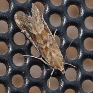 Hellula hydralis at Turner, ACT - 23 Feb 2024 10:00 PM