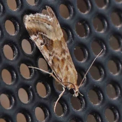 Hellula hydralis at Turner, ACT - 23 Feb 2024 10:00 PM