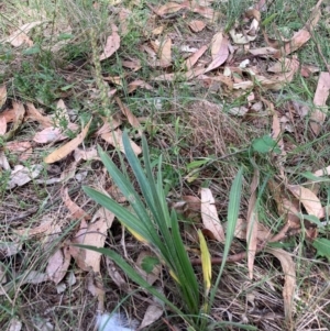 Plantago varia at Mount Majura - 26 Feb 2024