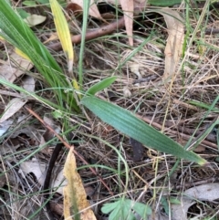 Plantago varia at Mount Majura - 26 Feb 2024 11:53 AM