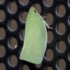 Siphanta acuta (Green planthopper, Torpedo bug) at Turner, ACT - 21 Feb 2024 by ConBoekel