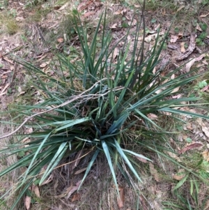 Dianella sp. aff. longifolia (Benambra) at Mount Majura - 26 Feb 2024