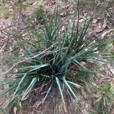 Dianella sp. aff. longifolia (Benambra) (Pale Flax Lily, Blue Flax Lily) at Watson, ACT - 26 Feb 2024 by waltraud