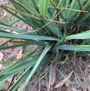 Dianella sp. aff. longifolia (Benambra) at Mount Majura - 26 Feb 2024 11:45 AM