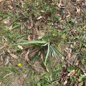 Dianella sp. aff. longifolia (Benambra) at Mount Majura - 26 Feb 2024 11:45 AM