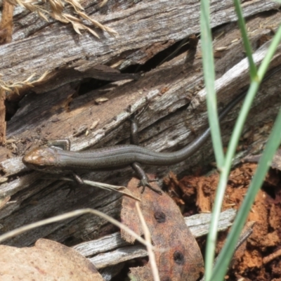 Pseudemoia entrecasteauxii (Woodland Tussock-skink) at Brindabella, NSW - 26 Feb 2024 by Christine