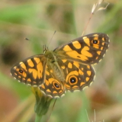 Oreixenica lathoniella (Silver Xenica) at Brindabella, NSW - 26 Feb 2024 by Christine