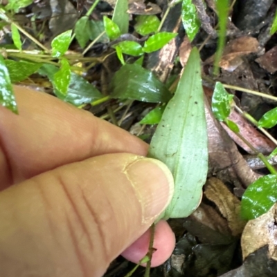 Aneilema acuminatum at Brogers Creek, NSW - 26 Feb 2024 by lbradleyKV