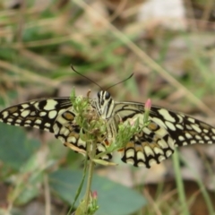 Papilio demoleus (Chequered Swallowtail) at Brindabella, NSW - 26 Feb 2024 by Christine