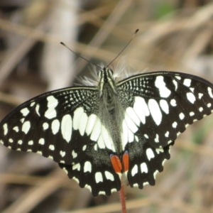 Papilio demoleus at Brindabella, NSW - 26 Feb 2024 10:17 AM